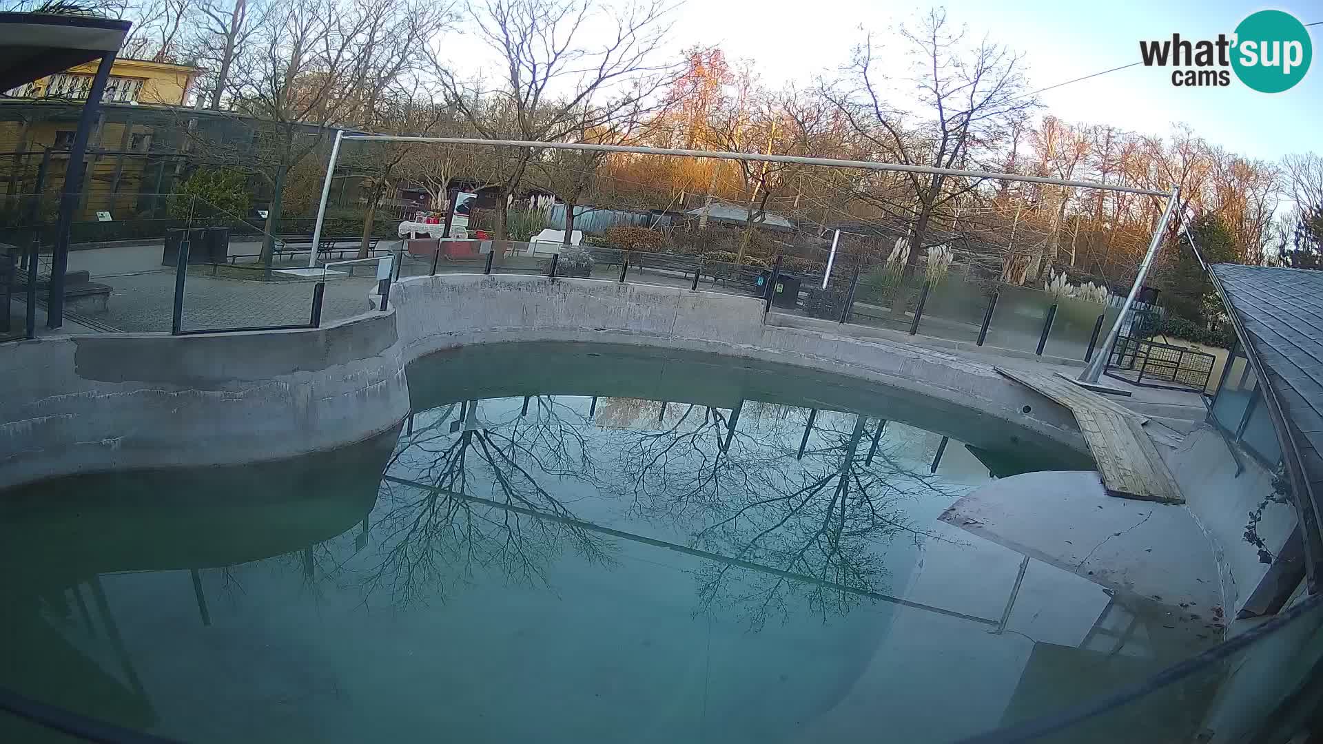 Zoo Zagreb –  León marino de California