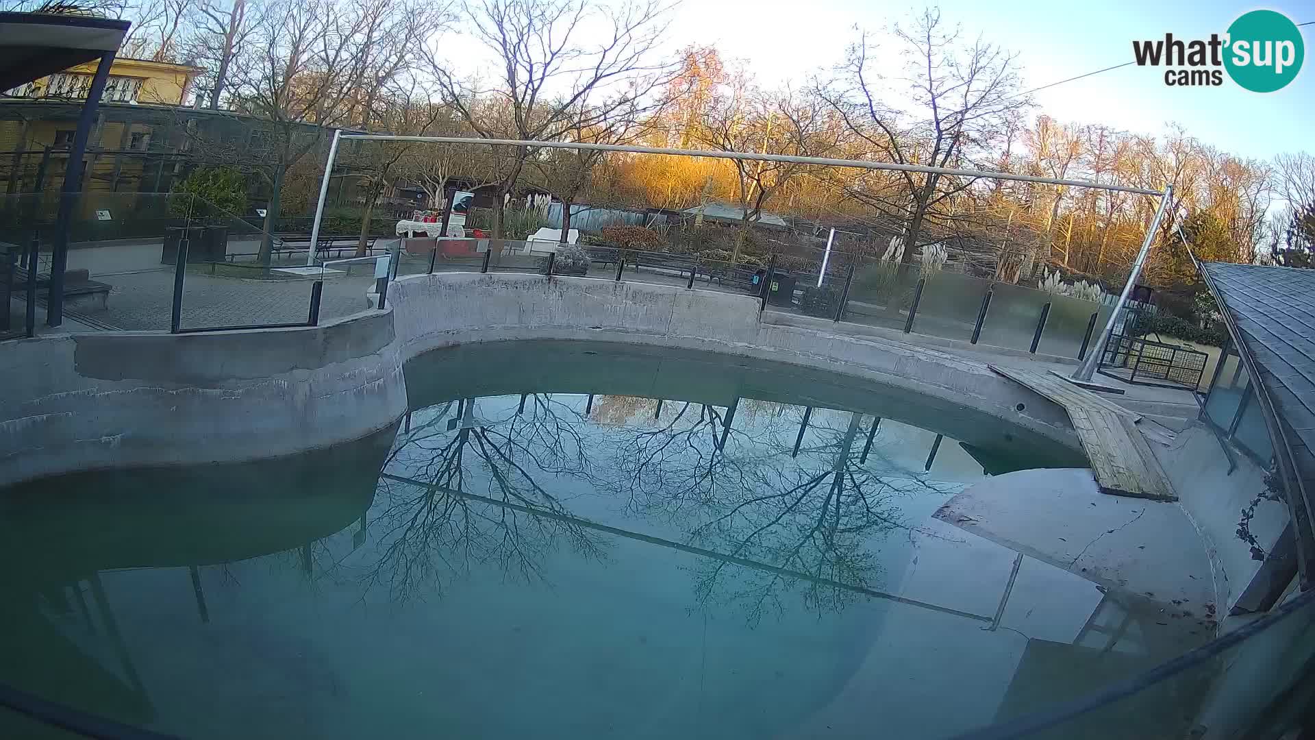 Zoo Zagreb – California Sea Lion