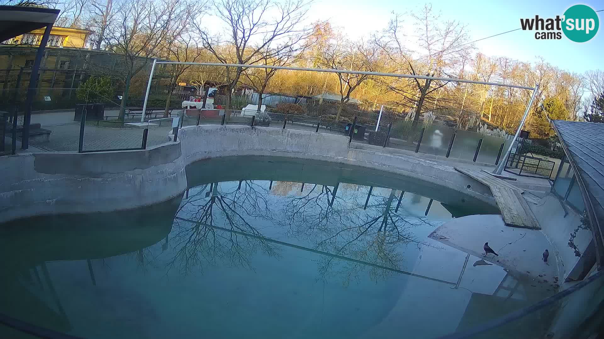 Zoo Zagreb –  León marino de California