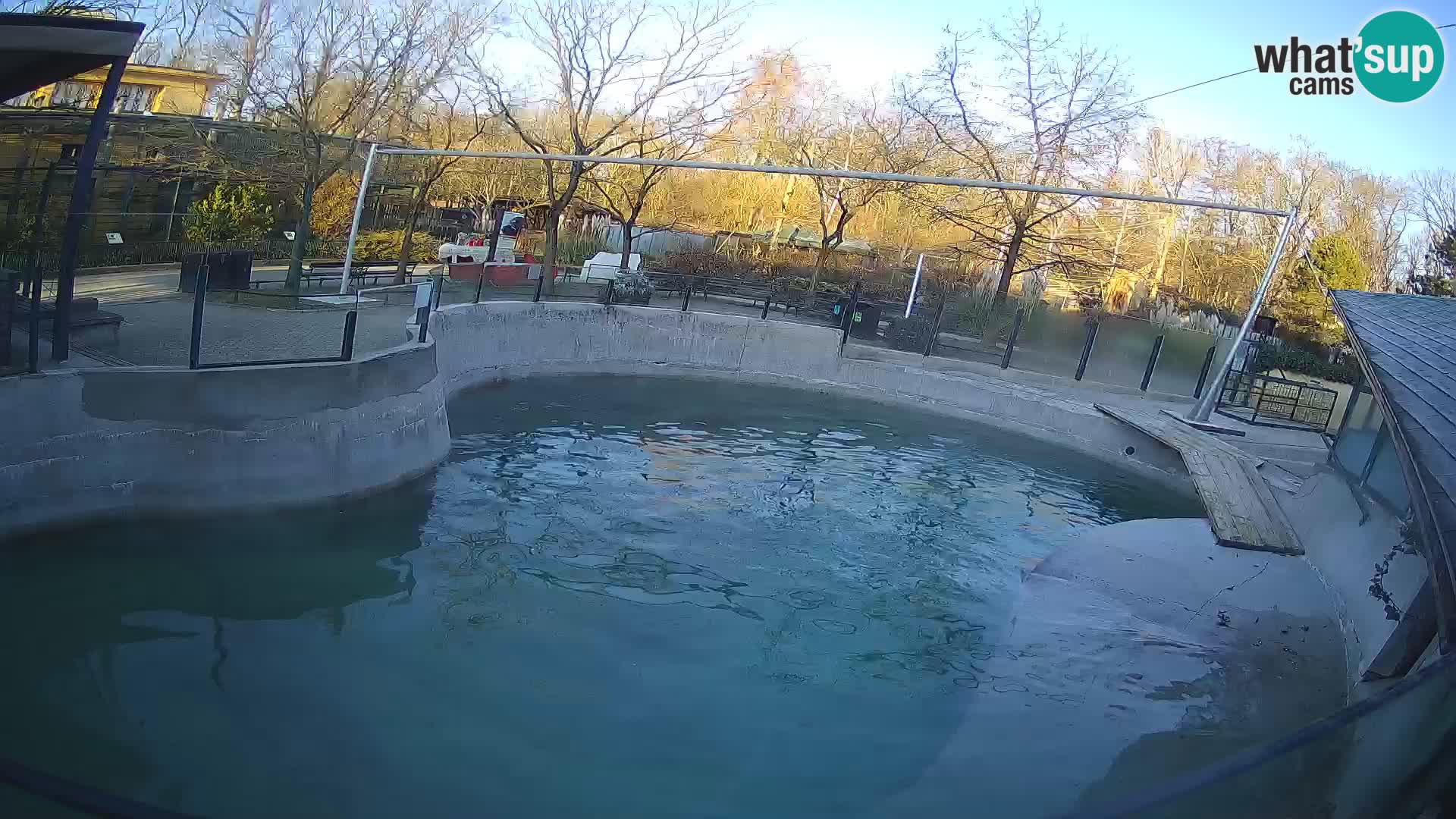 Zoo Zagreb – California Sea Lion