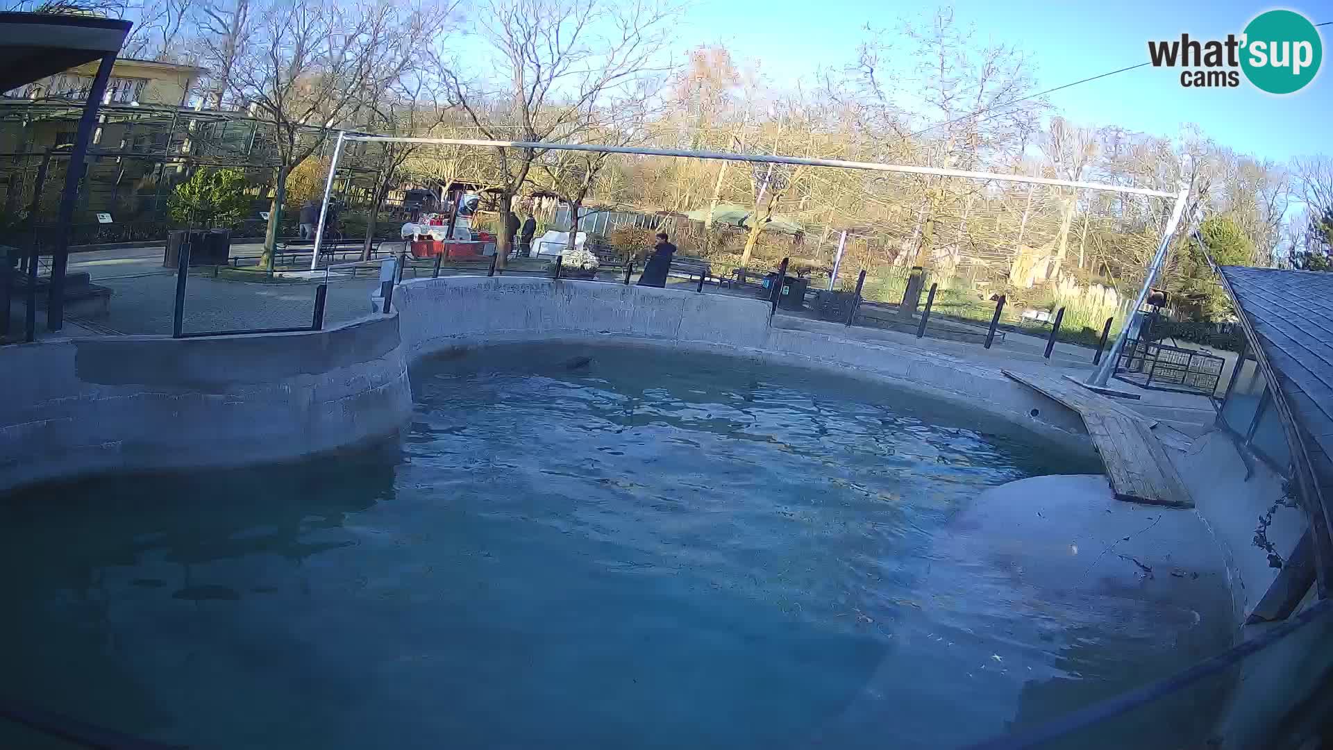 Zoo Zagreb – California Sea Lion