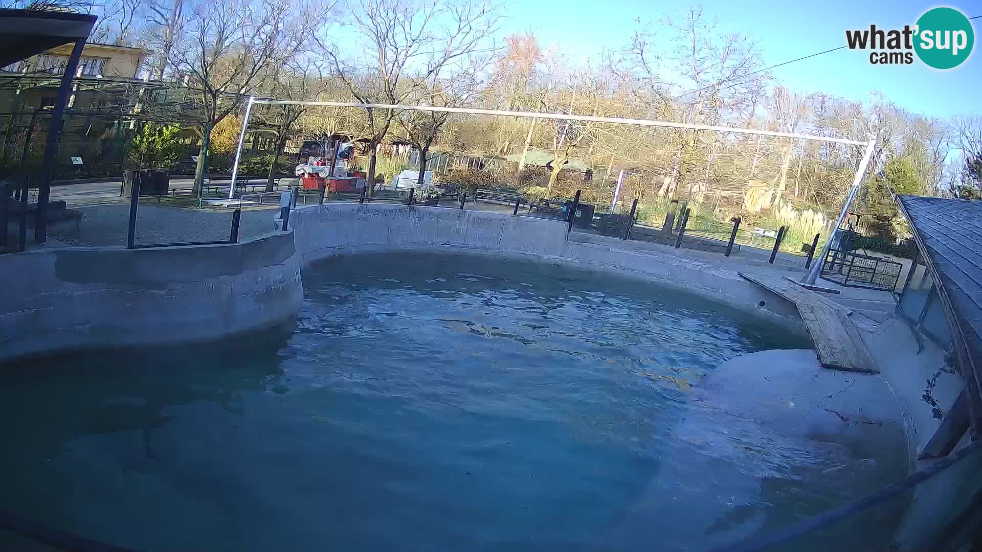 Zoo Zagreb – California Sea Lion