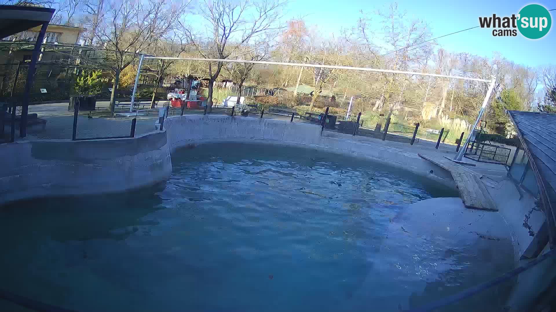 Zoo Zagreb – California Sea Lion