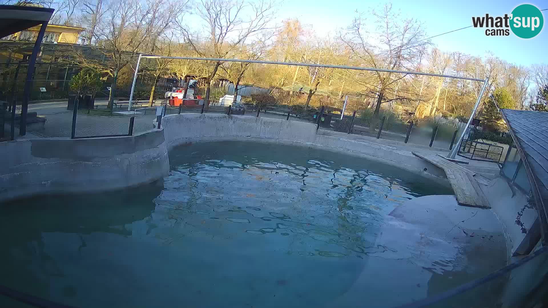 Zoo Zagreb – California Sea Lion