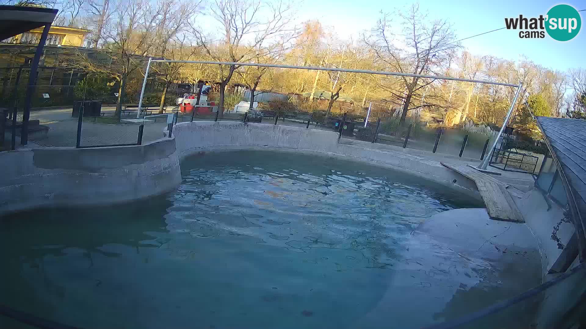 Zoo Zagreb –  León marino de California