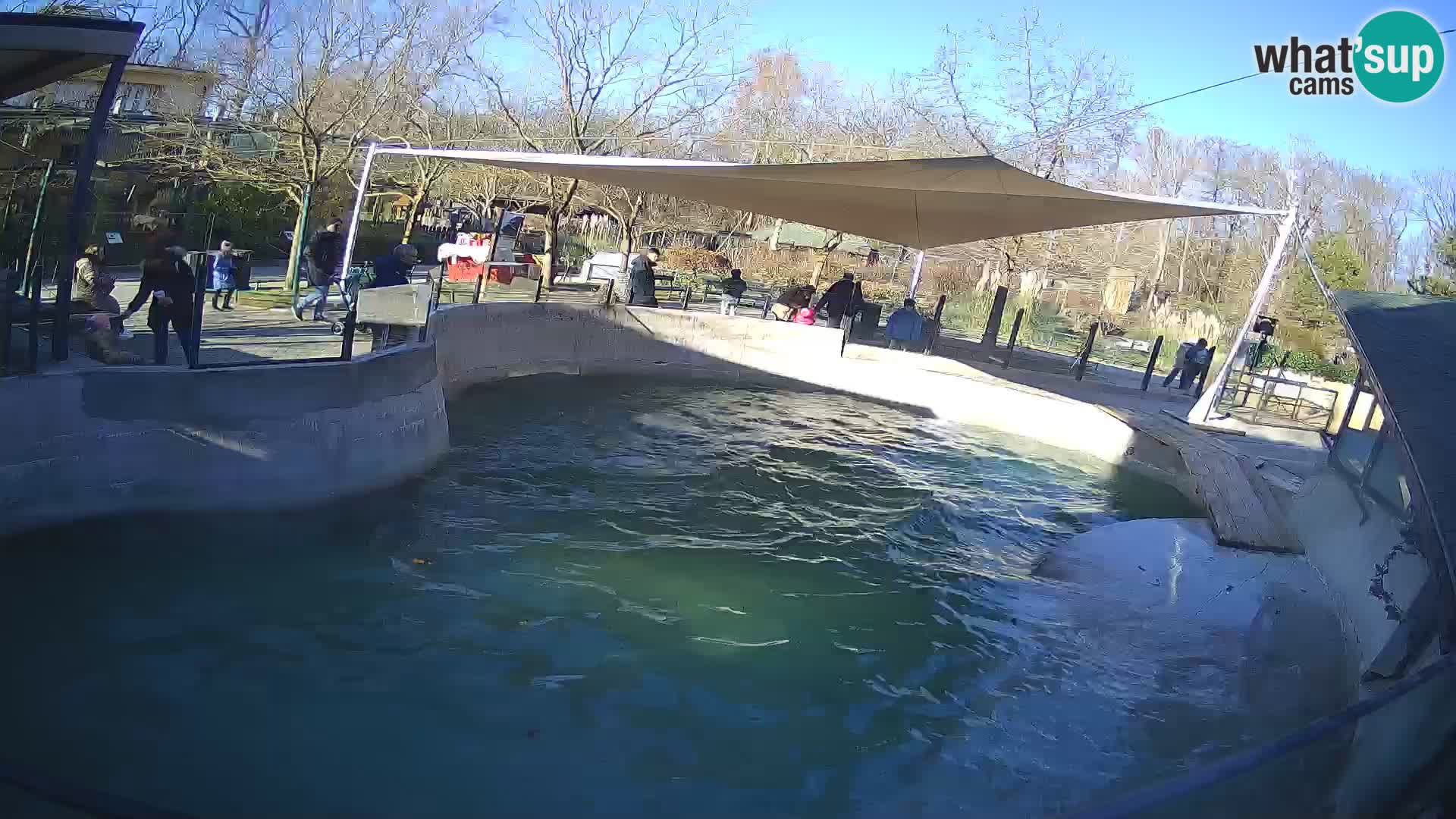 Zoo Zagreb – California Sea Lion