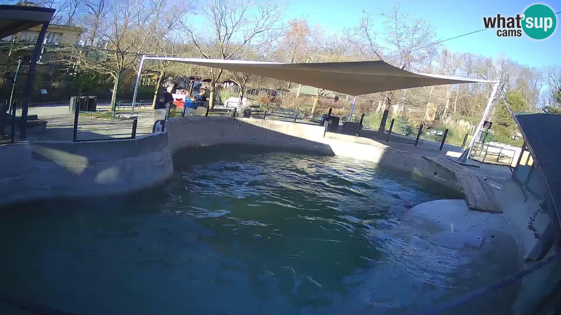 Zoo Zagreb – California Sea Lion