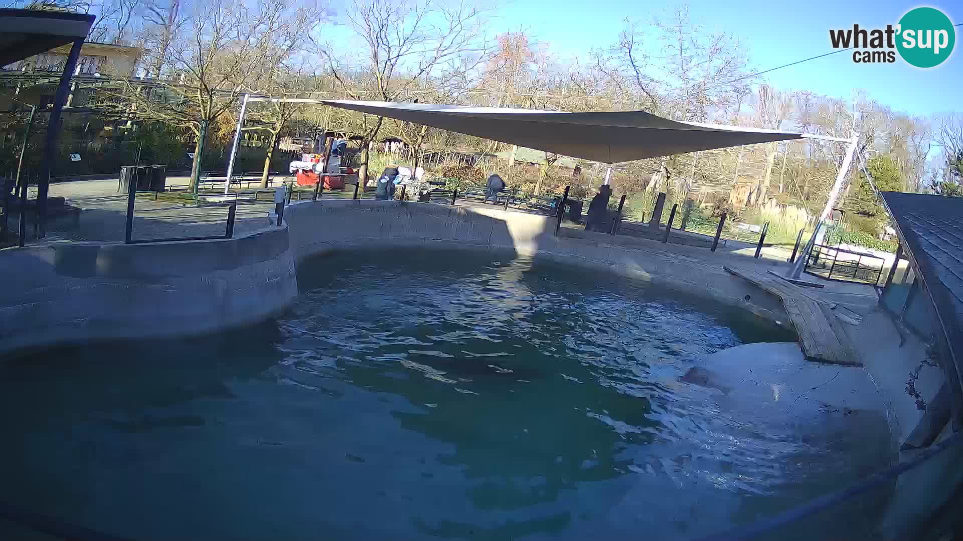 Zoo Zagreb – California Sea Lion