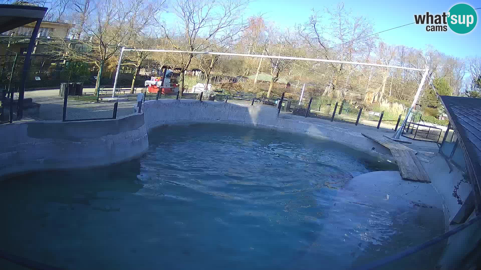 Zoo Zagreb – California Sea Lion