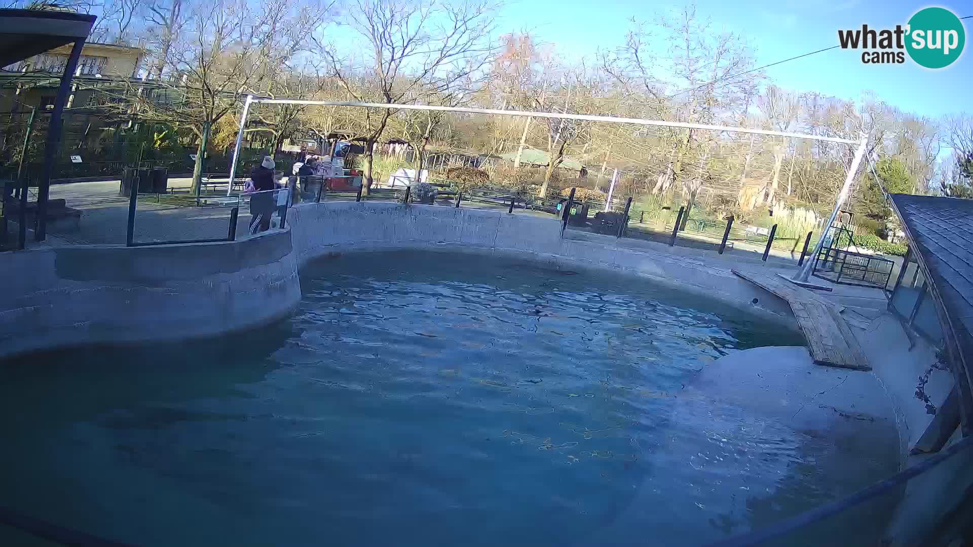 Zoo Zagreb – California Sea Lion