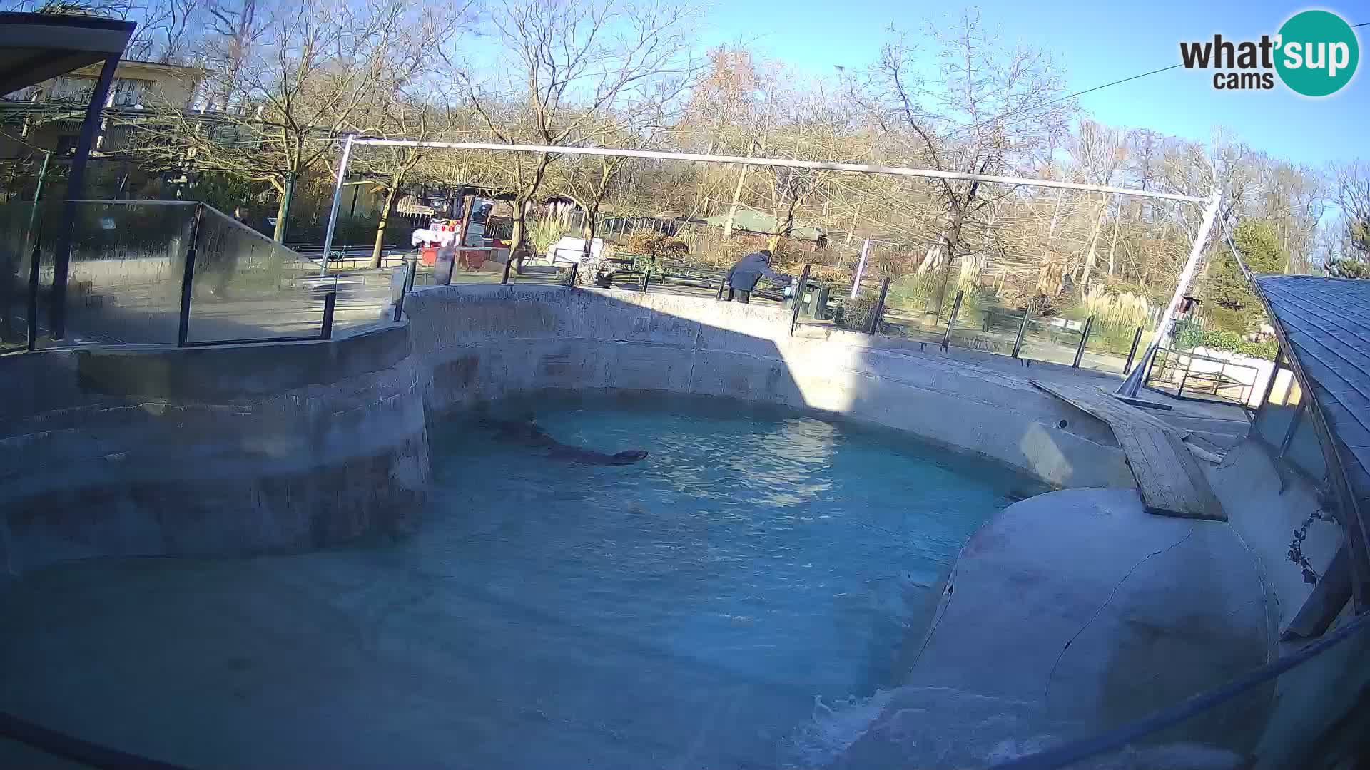 Zoo Zagreb – California Sea Lion