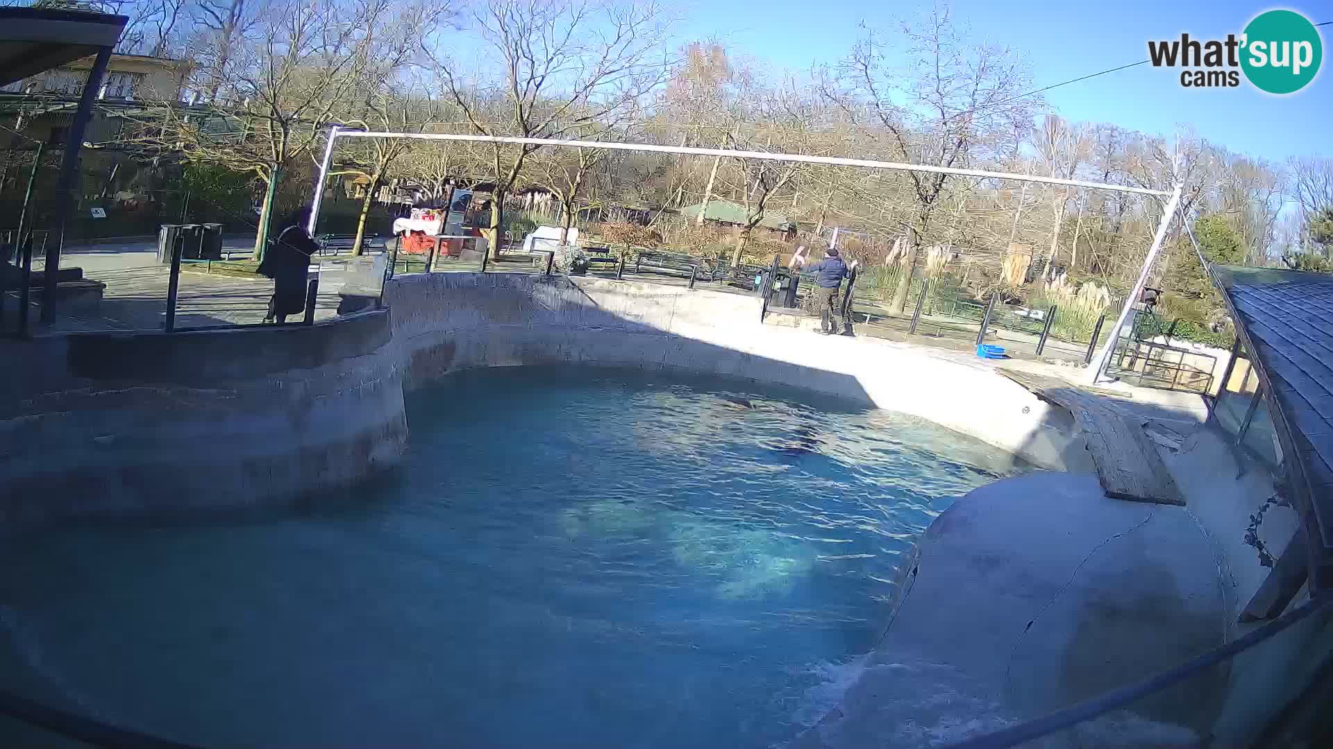 Zoo Zagreb – California Sea Lion