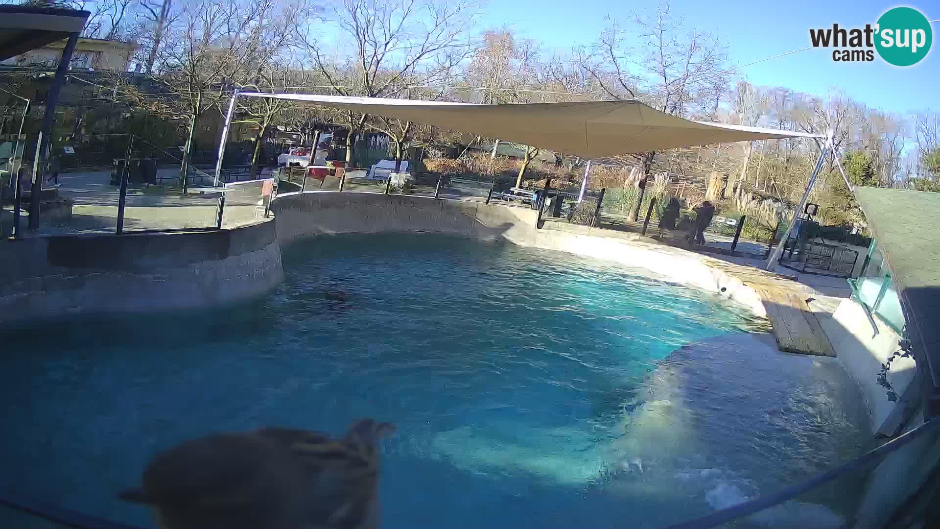 Zoo Zagreb – California Sea Lion