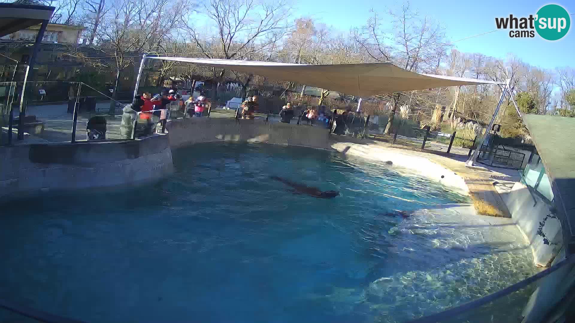 Zoo Zagreb – California Sea Lion