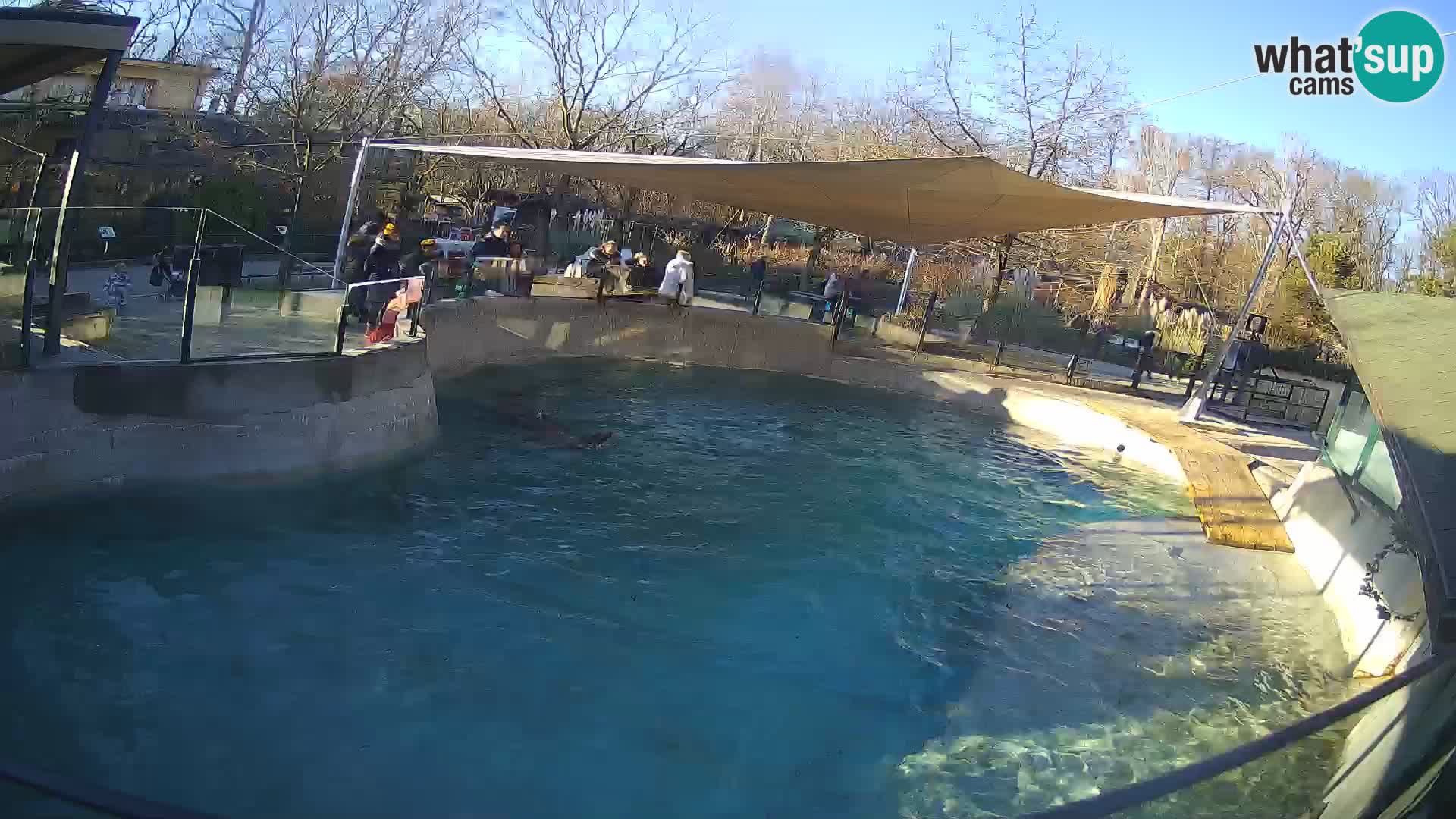 Zoo Zagreb – California Sea Lion