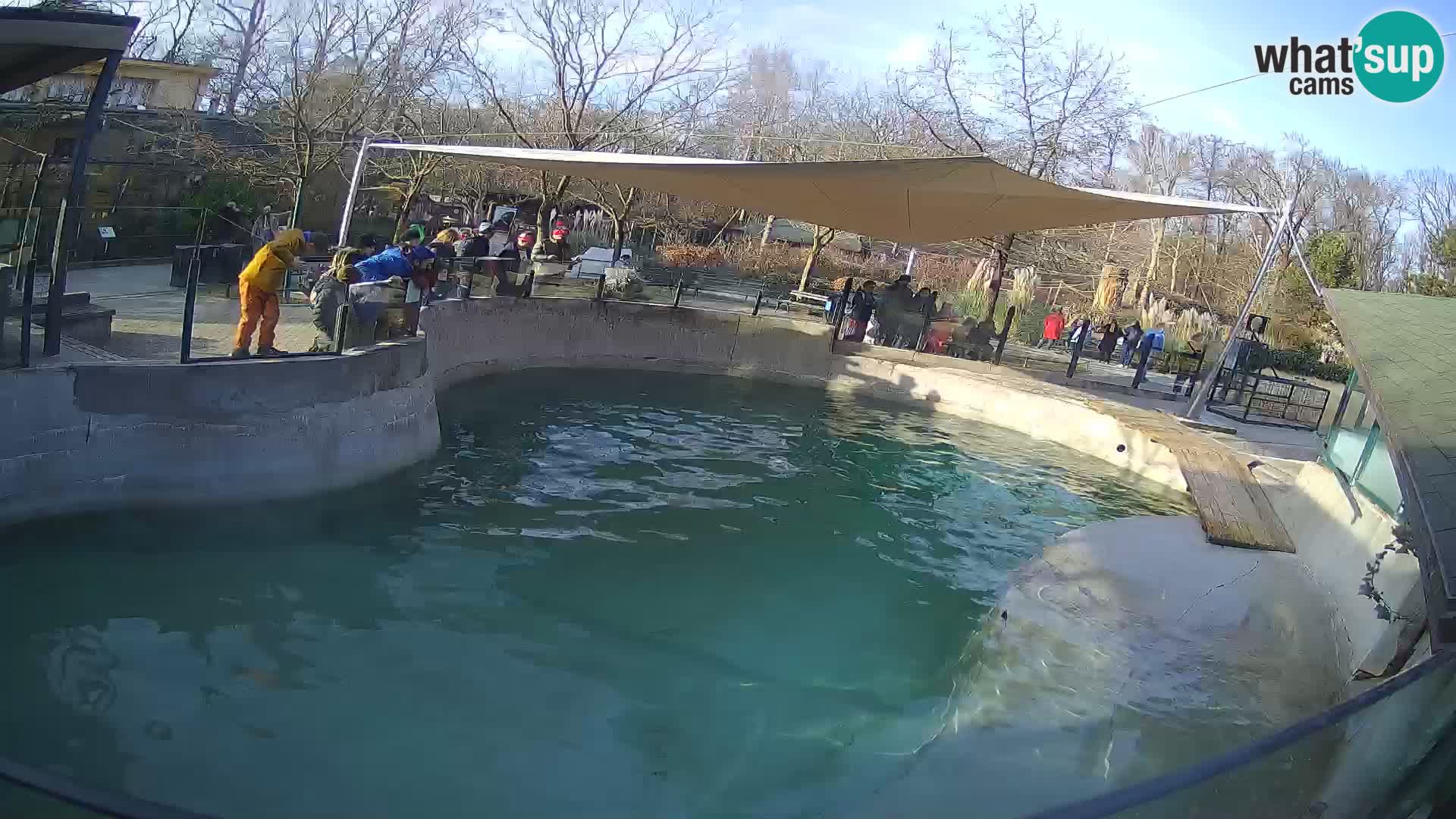 Zoo Zagreb – California Sea Lion