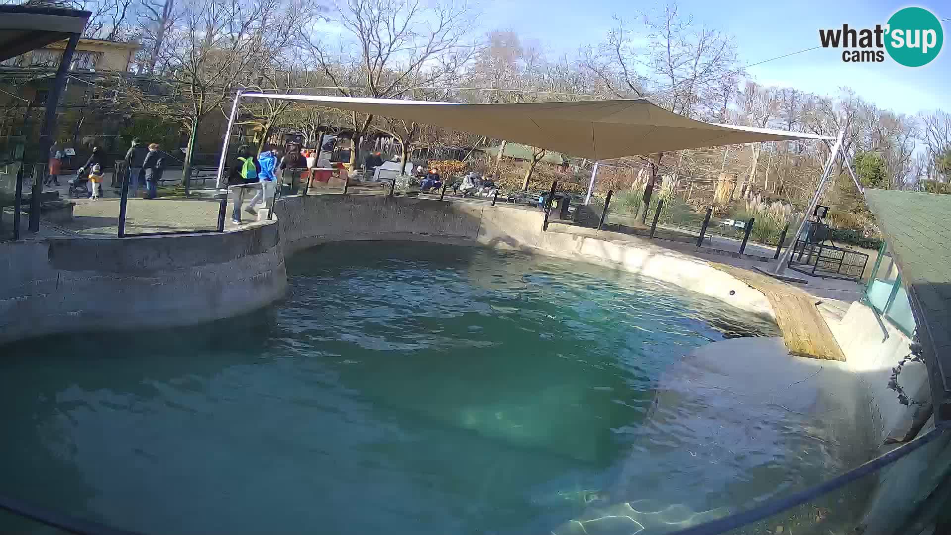 Zoo Zagreb – California Sea Lion