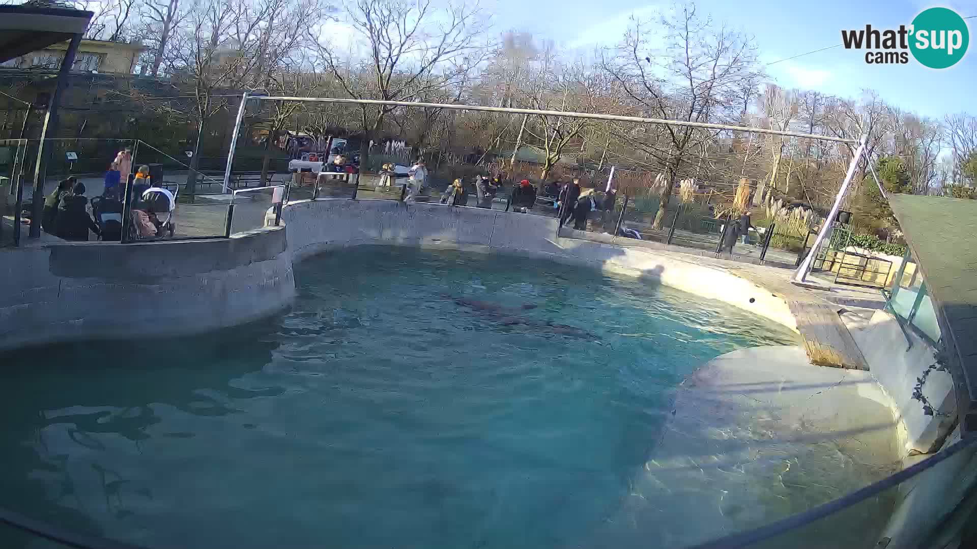 Zoo Zagreb – California Sea Lion