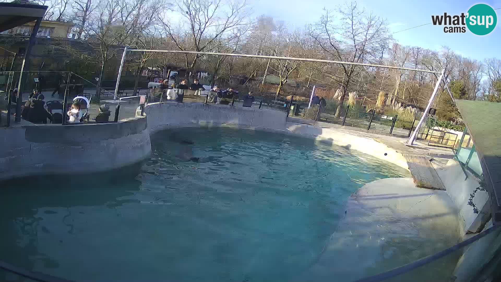 Zoo Zagreb – California Sea Lion