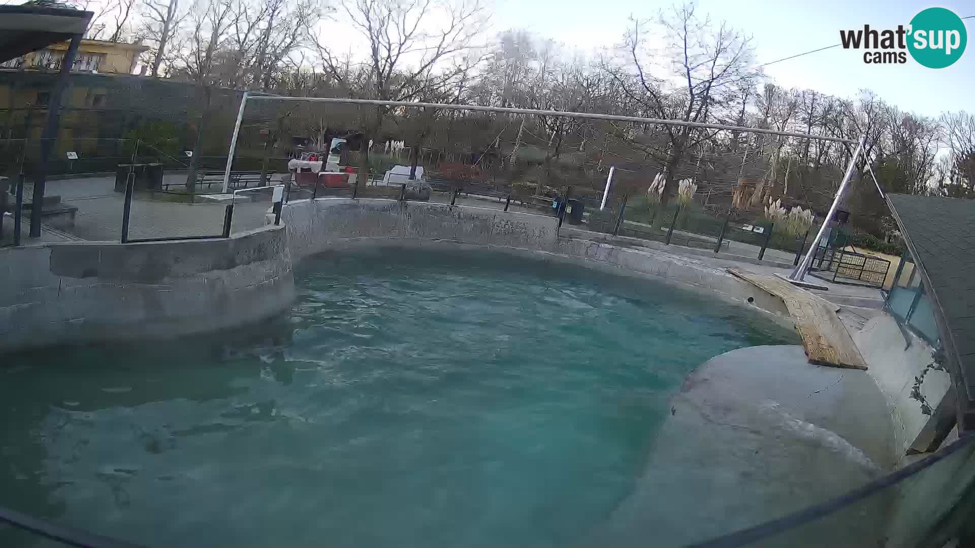 Zoo Zagreb – California Sea Lion