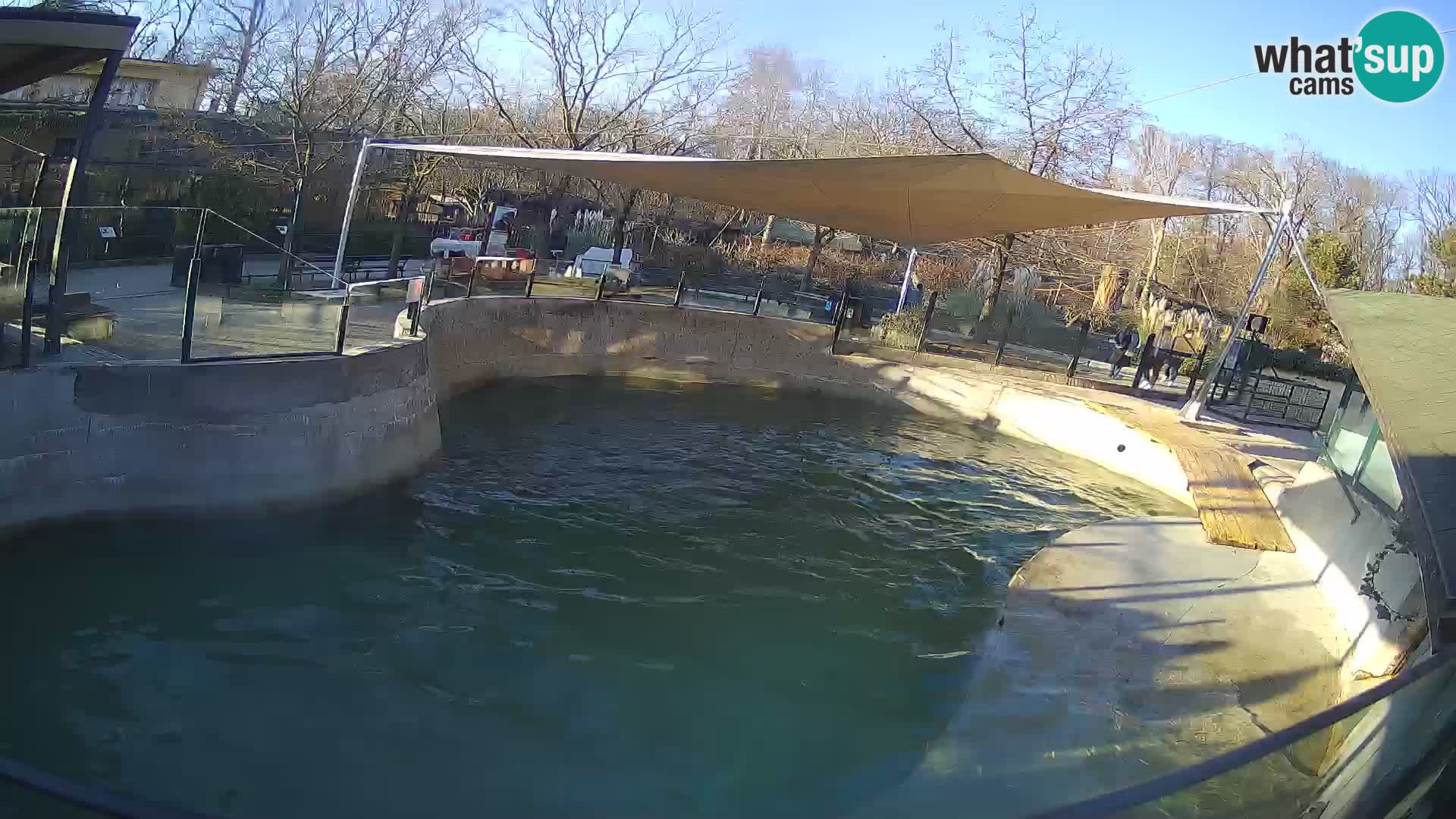 Zoo Zagreb – California Sea Lion