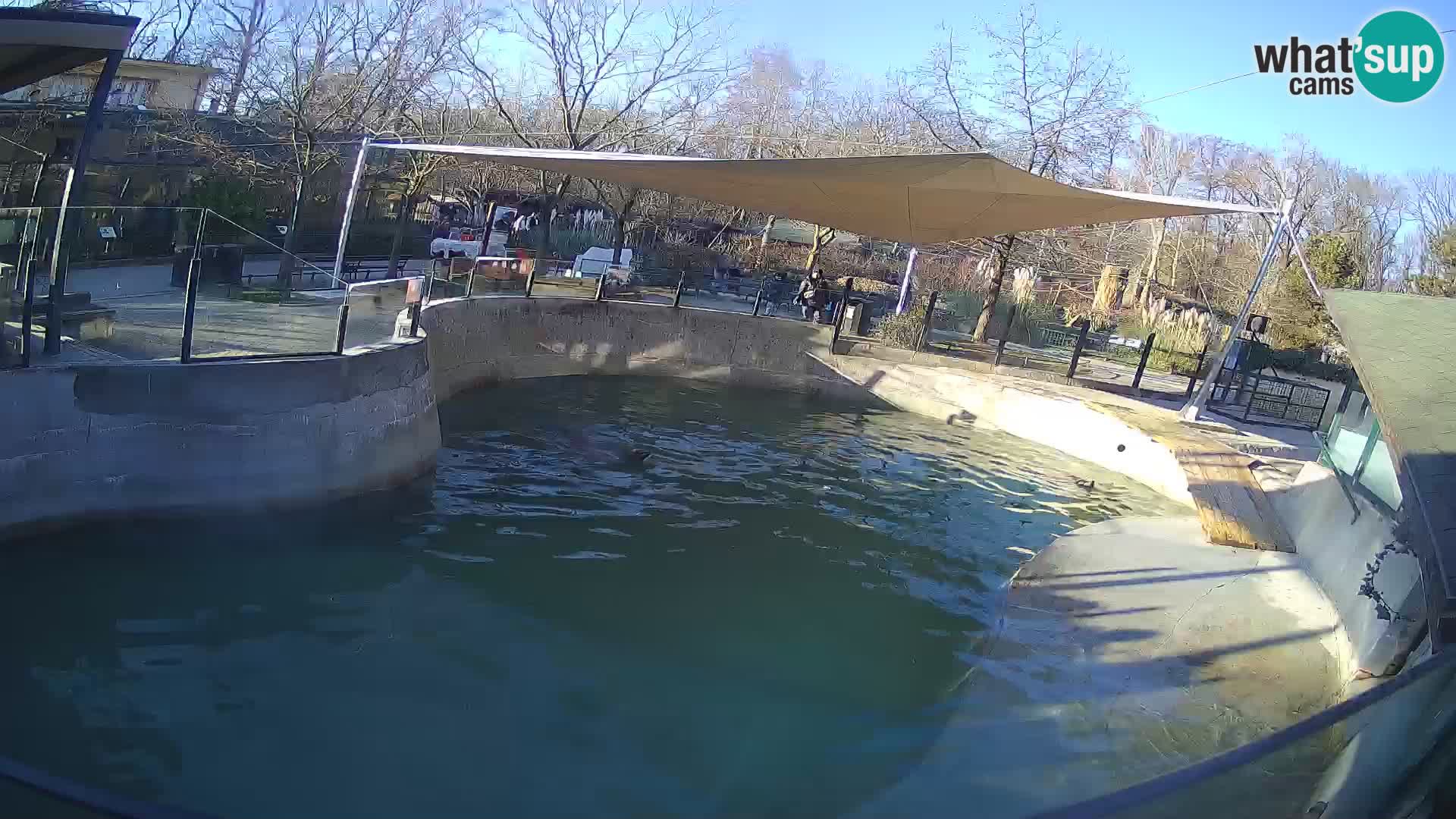 Zoo Zagreb –  León marino de California