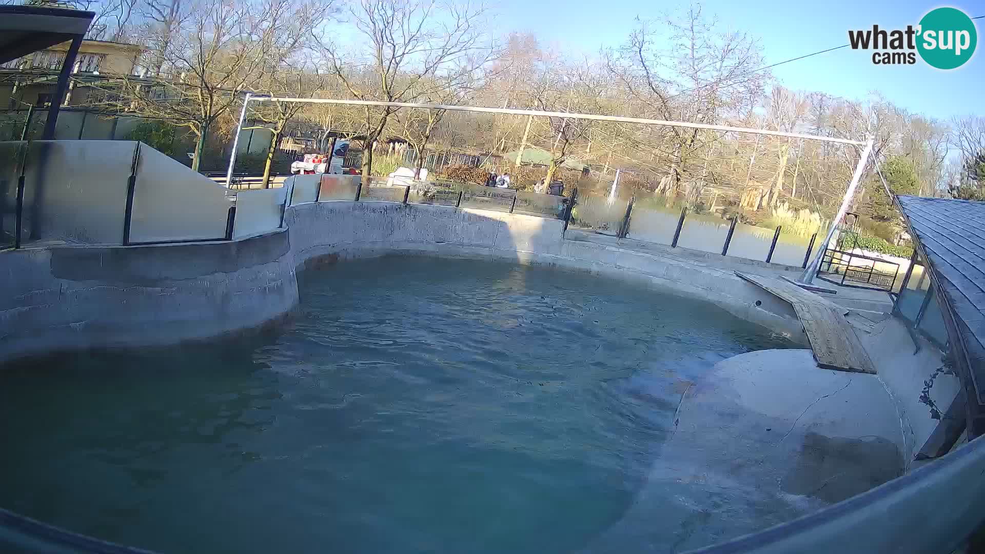 Zoo Zagreb –  León marino de California