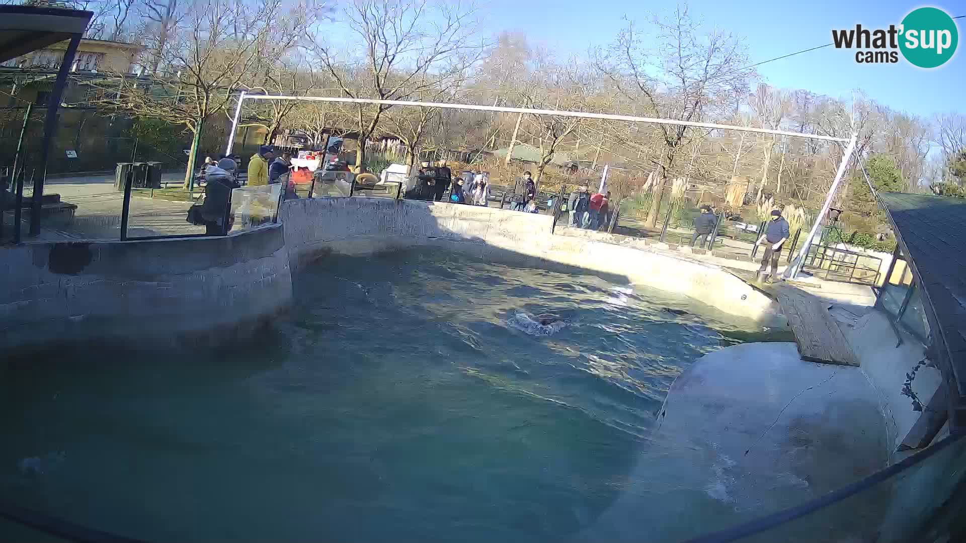 Zoo Zagreb –  León marino de California