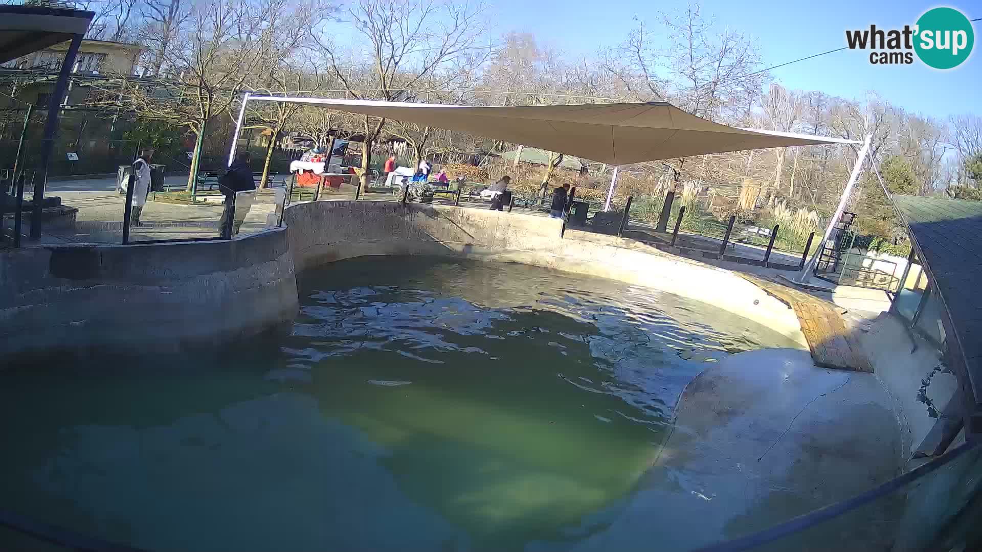 Zoo Zagreb –  León marino de California