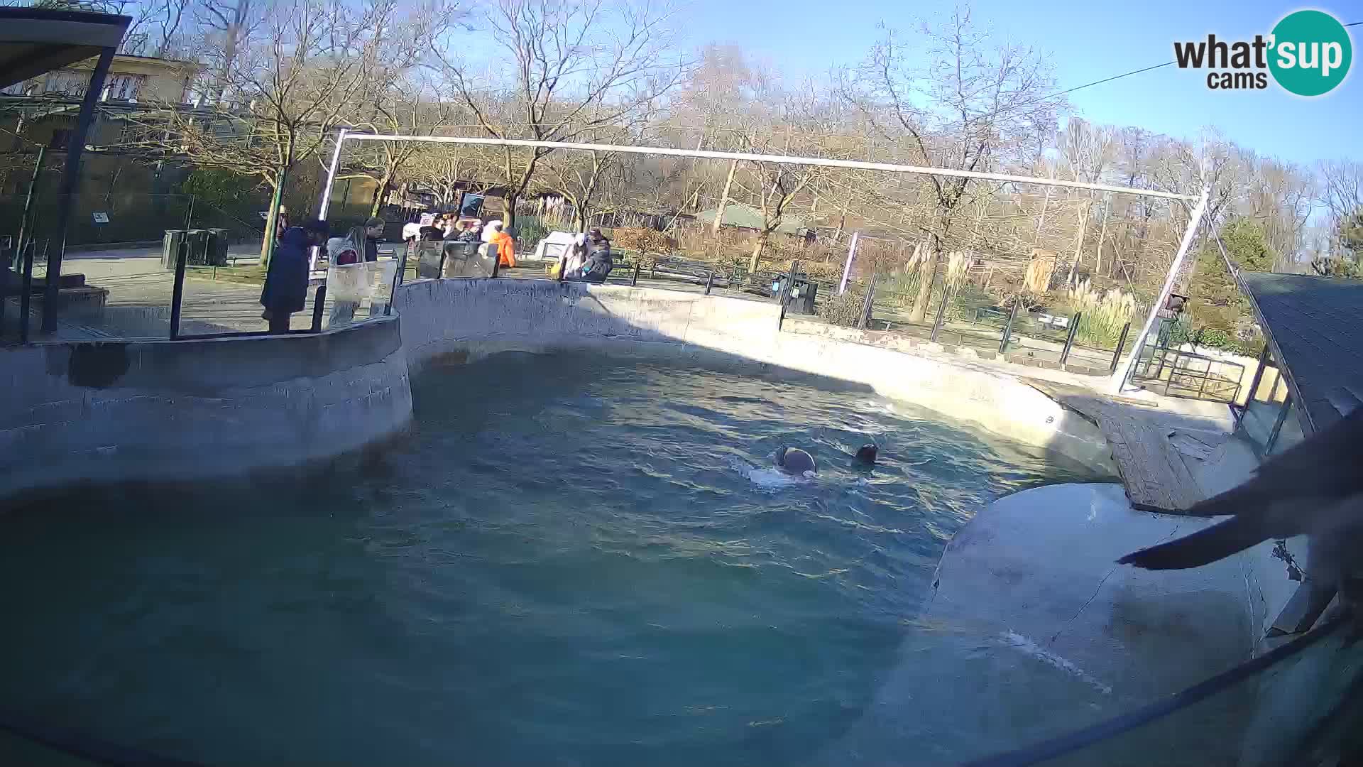 Zoo Zagreb –  León marino de California