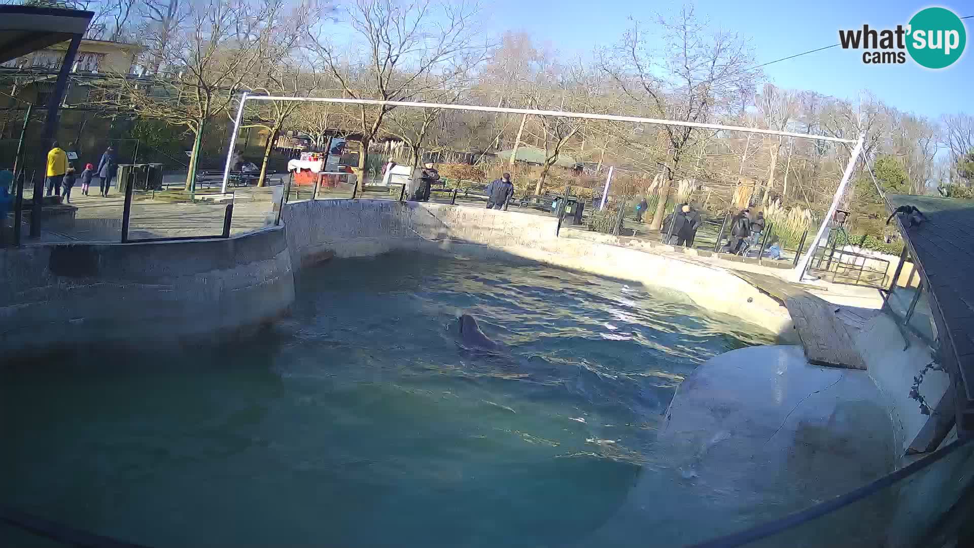 Zoo Zagreb –  León marino de California