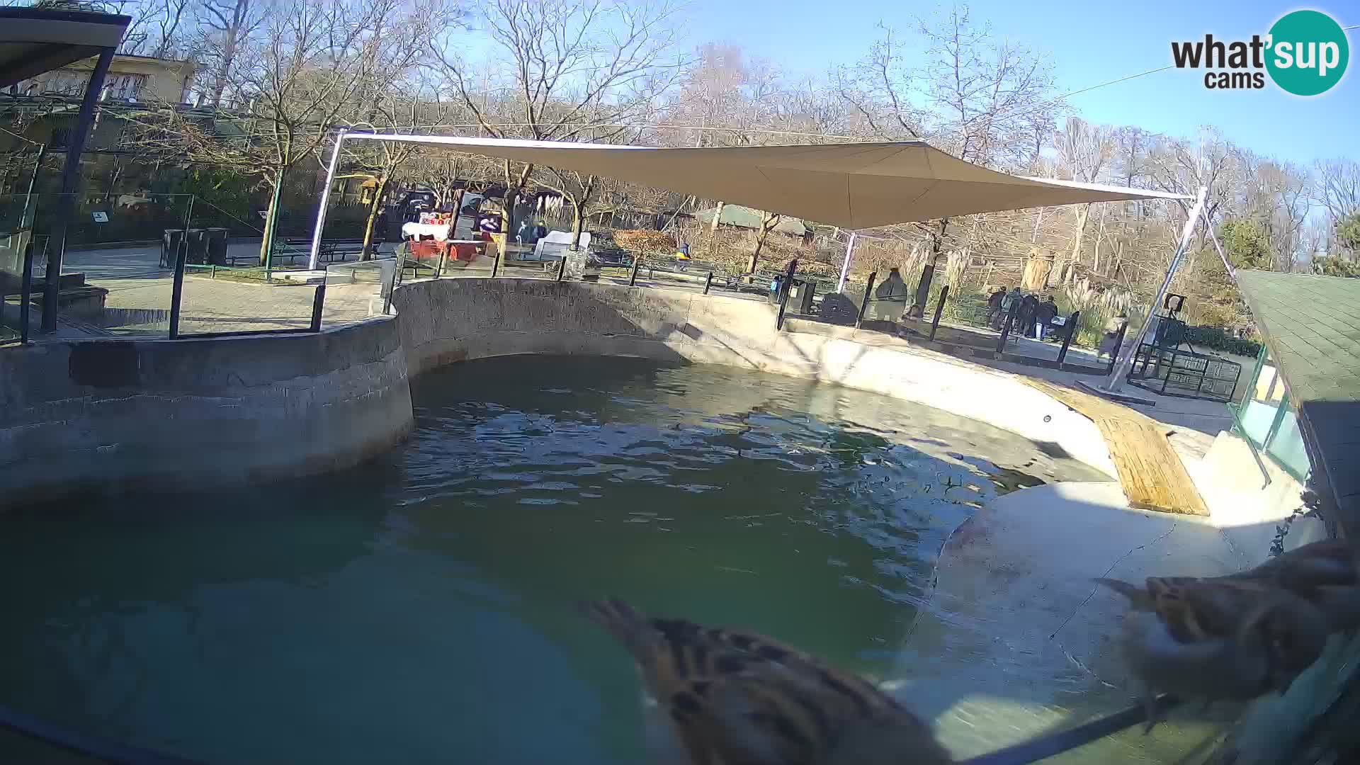 Zoo Zagreb –  León marino de California