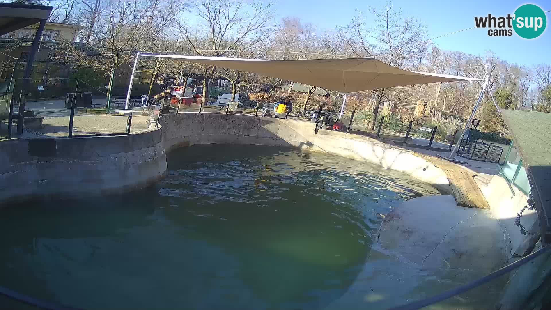 Zoo Zagreb –  León marino de California