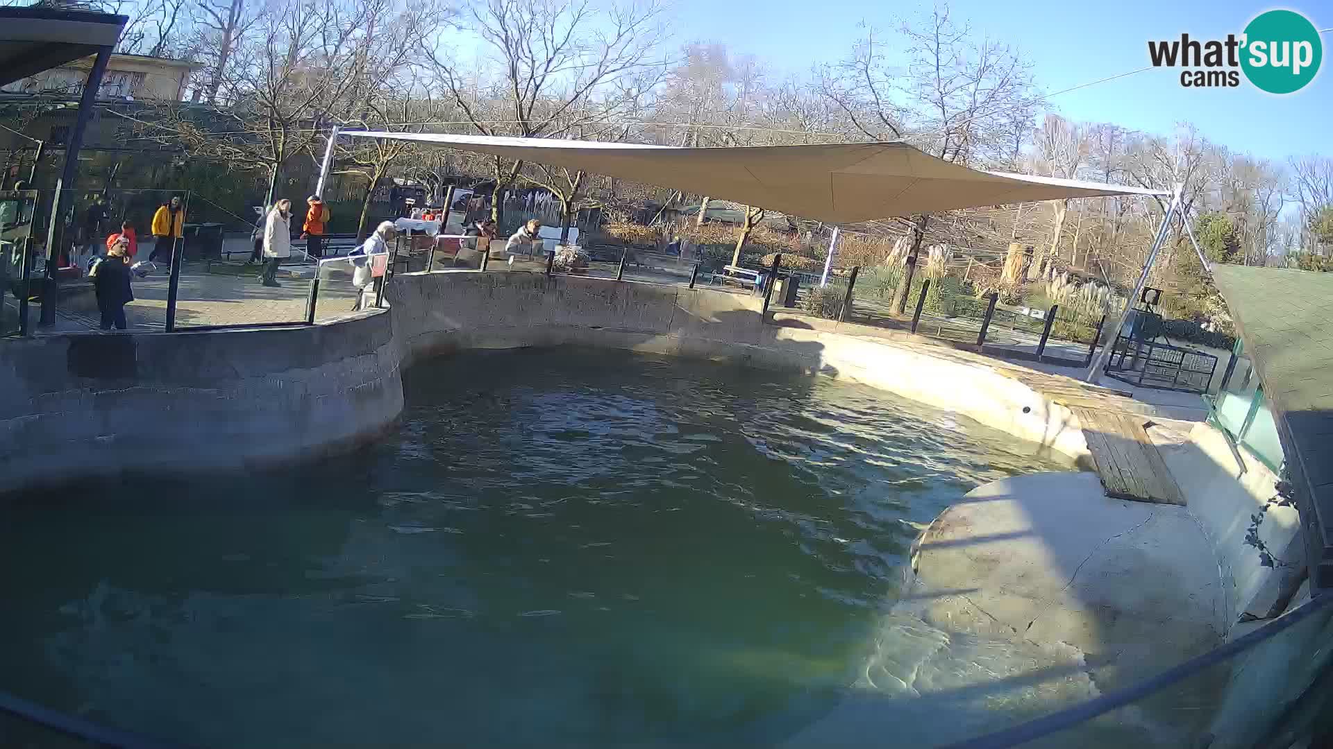 Zoo Zagreb – California Sea Lion