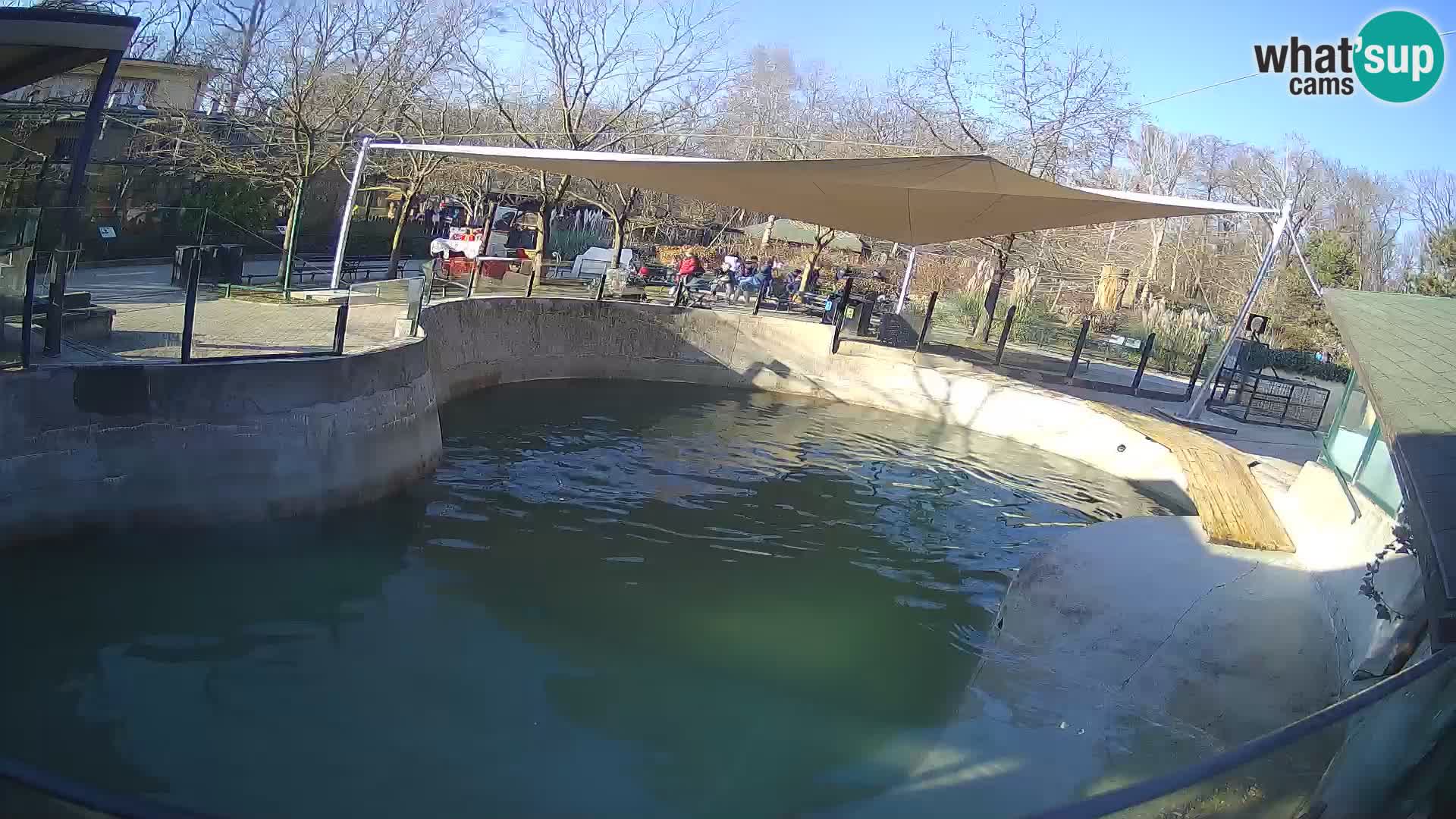 Zoo Zagreb –  León marino de California