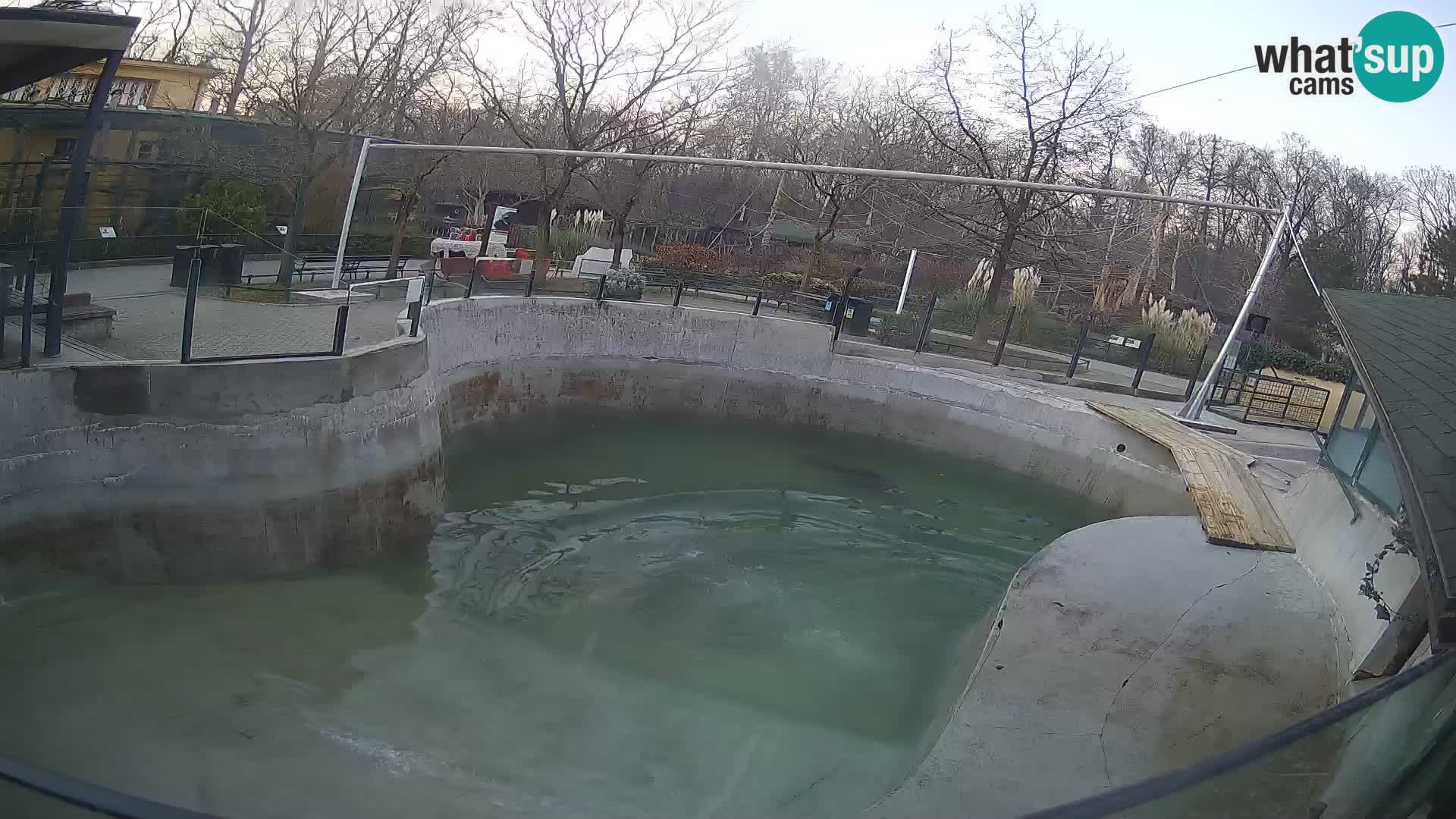 Zoo Zagreb –  León marino de California