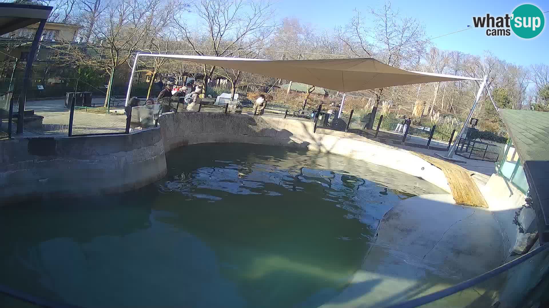 Zoo Zagreb – California Sea Lion