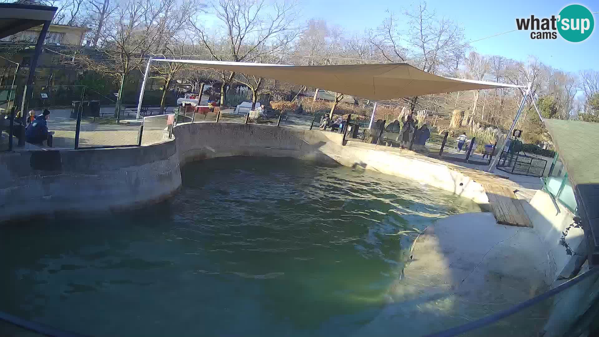 Zoo Zagreb – California Sea Lion