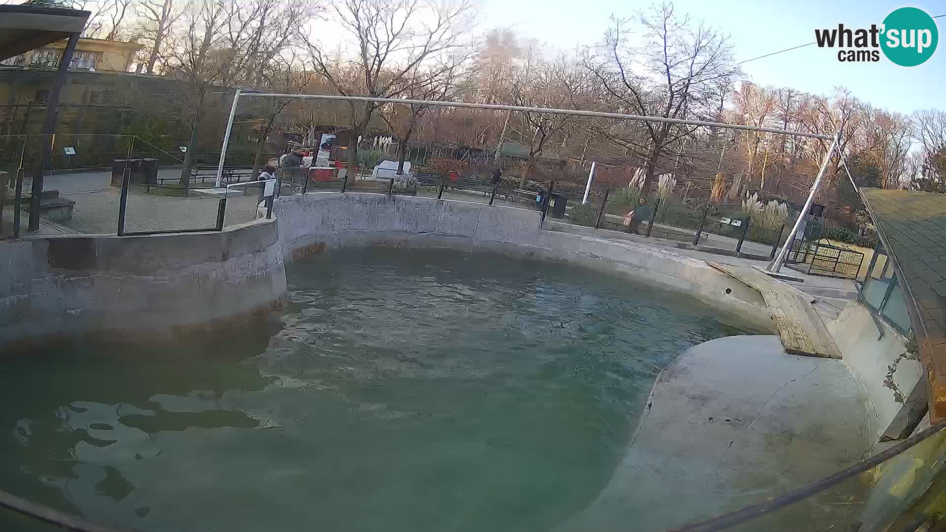 Zoo Zagreb – California Sea Lion