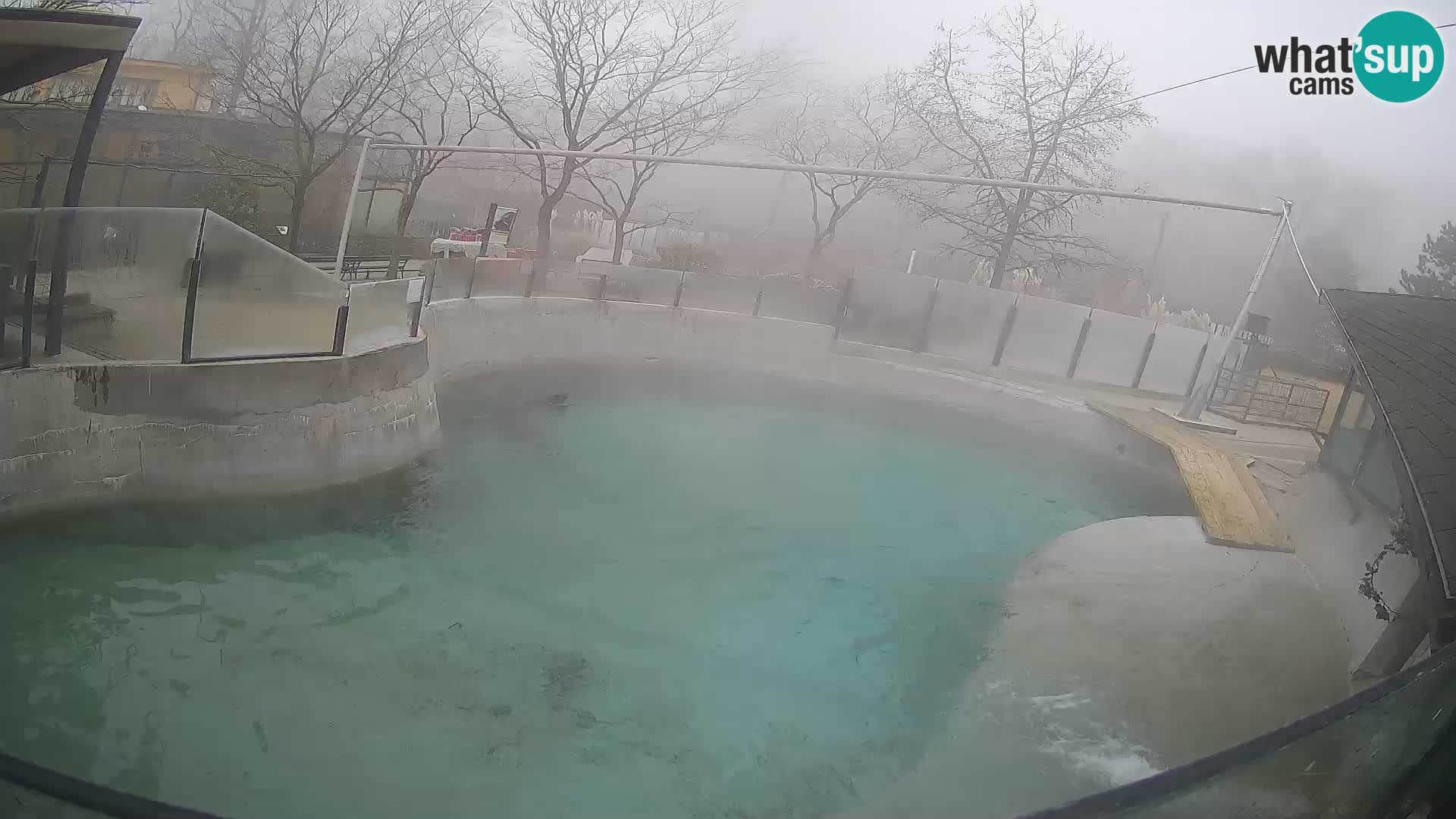 Zoo Zagreb – California Sea Lion