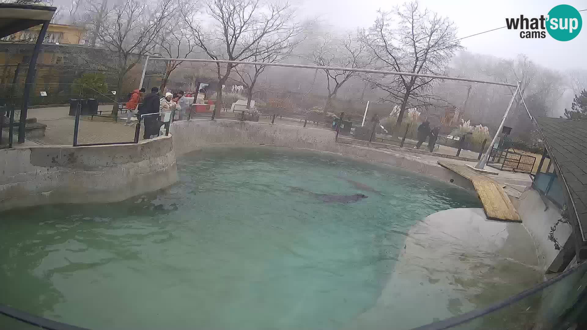 Zoo Zagreb – California Sea Lion