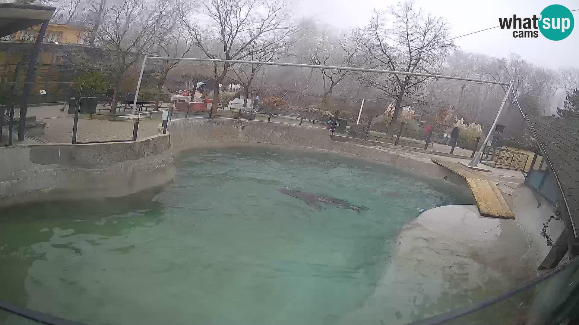 Zoo Zagreb – California Sea Lion