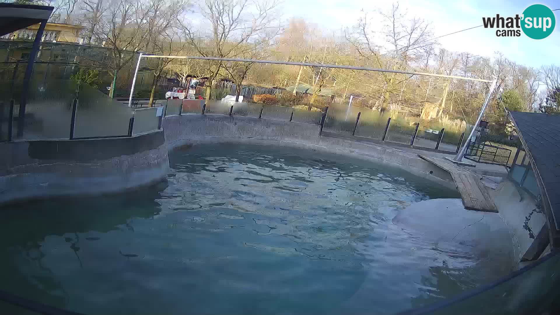 Zoo Zagreb – California Sea Lion