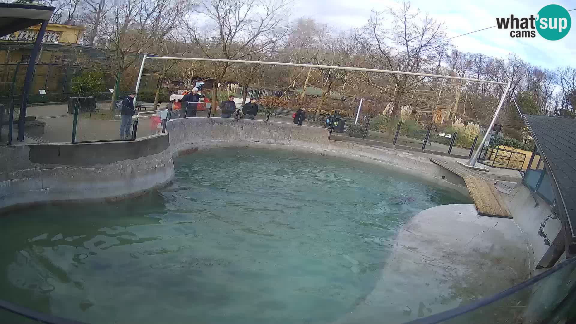 Zoo Zagreb –  León marino de California