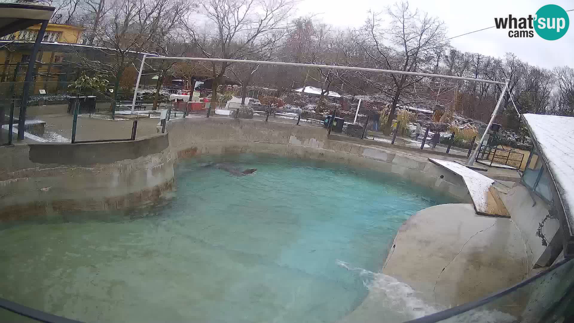 Zoo Zagreb –  León marino de California