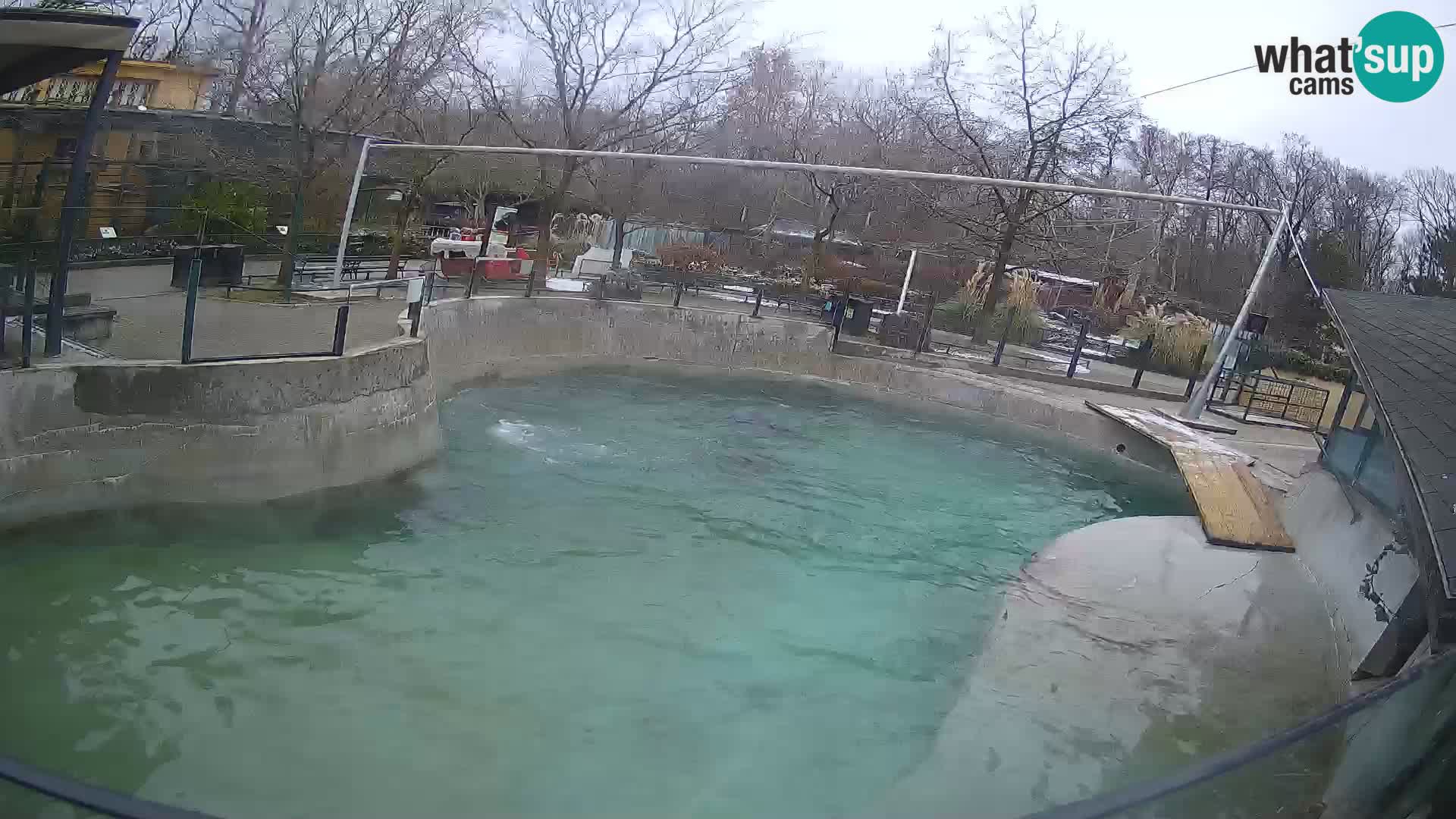 Zoo Zagreb – California Sea Lion