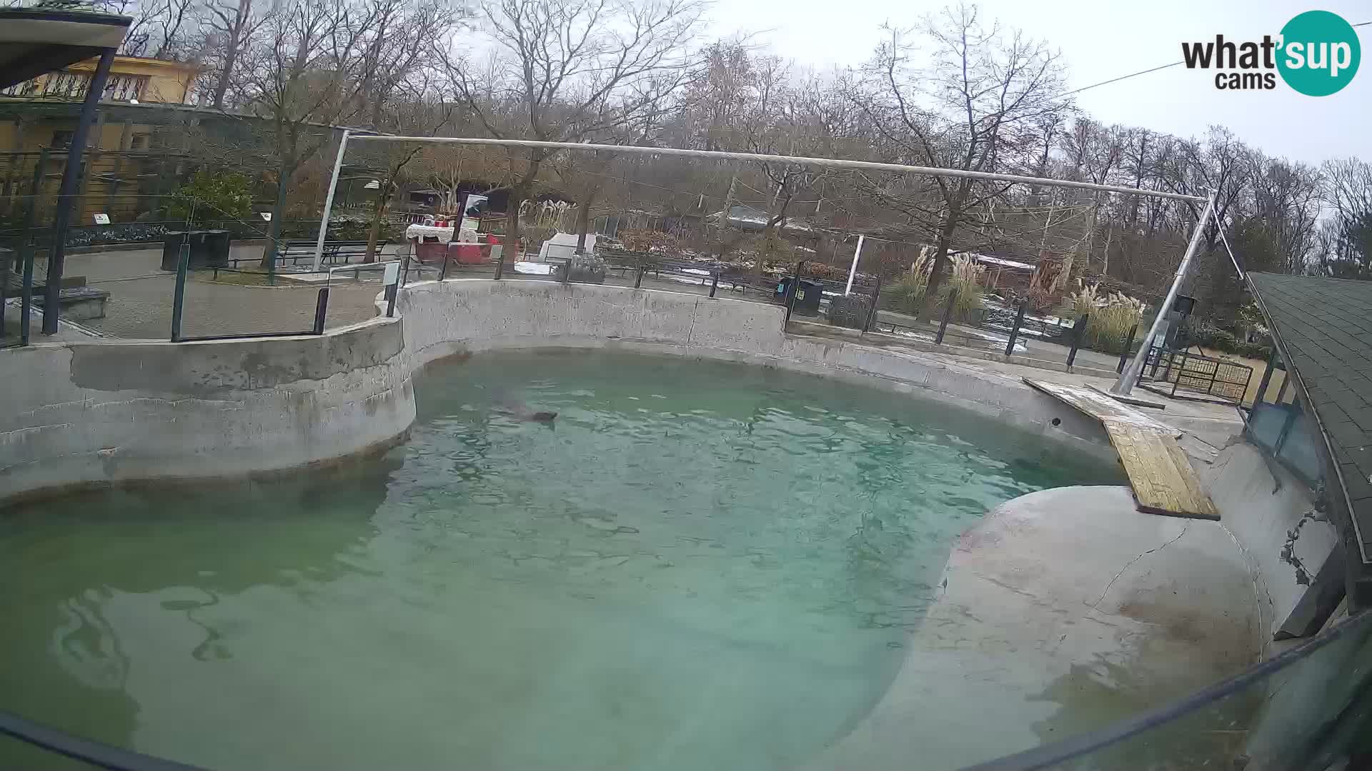 Zoo Zagreb –  León marino de California