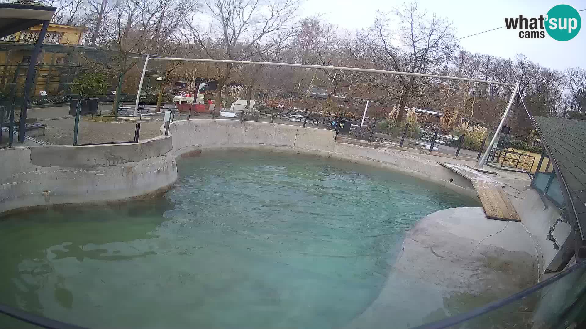 Zoo Zagreb – California Sea Lion