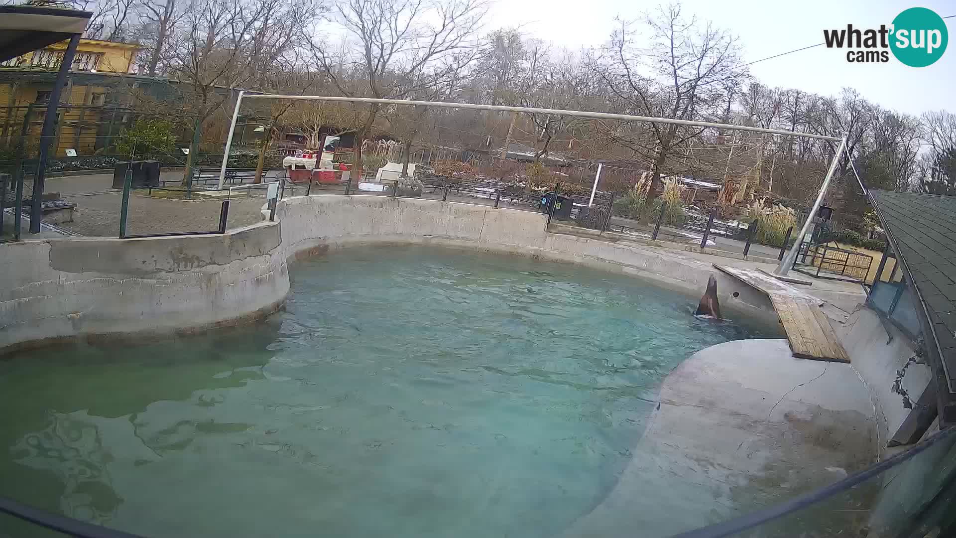 Zoo Zagreb – California Sea Lion