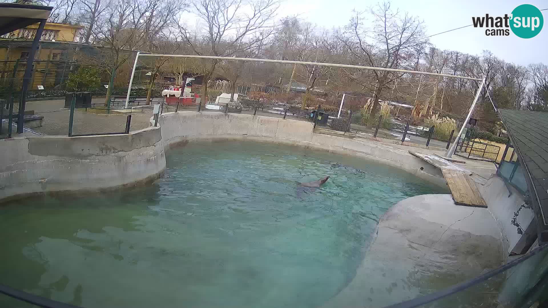 Zoo Zagreb – California Sea Lion